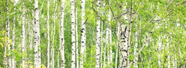 Güzel manzara ile beyaz ağaç. Huş ağaçları parlak güneşli. Sonbahar huş koruda. Huş ağaçları beyaz kabuğu ile mayo. Mayo huş ağaçları. Güzellikler.