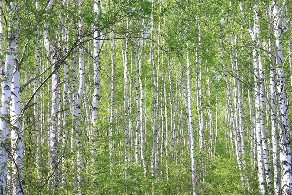 Vacker Ung Björk Träd Med Gröna Blad Sommaren Soligt Väder — Stockfoto