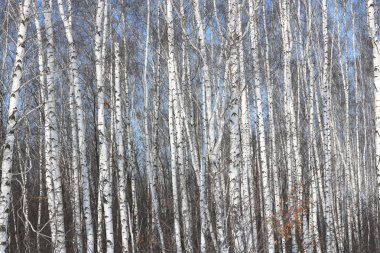 Güzel beyaz ağaç huş Grove