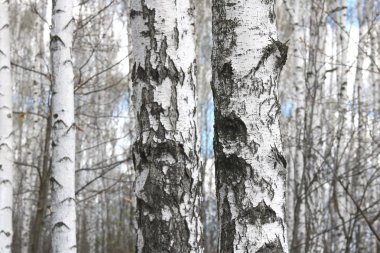 Güzel beyaz ağaç bahar huş Grove