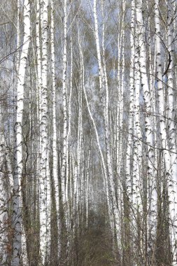 Güzel beyaz ağaç bahar huş Grove