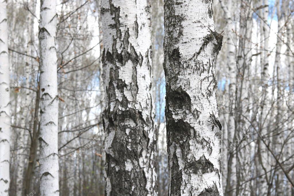 Beautiful white birches in spring in birch grove