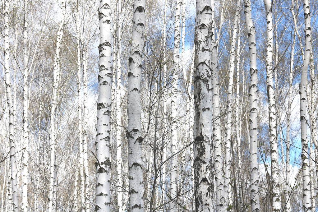 Beautiful white birches in spring in birch grove