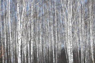 Huş ağaçları bahar beyaz kabuğu ile