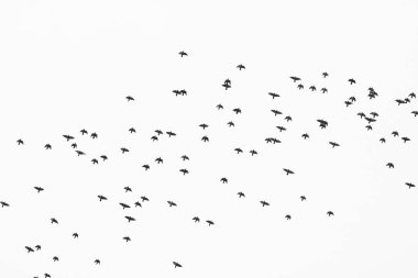 Gökyüzüne karşı vahşi kuş sürüsünü tasvir eden tek renkli fotoğraf