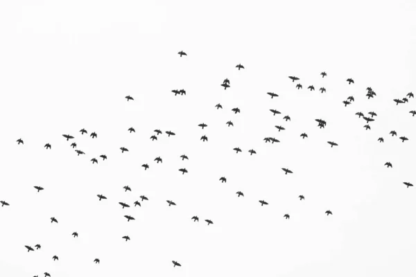 Foto Monocromatica Raffigurante Stormo Uccelli Selvatici Contro Cielo — Foto Stock