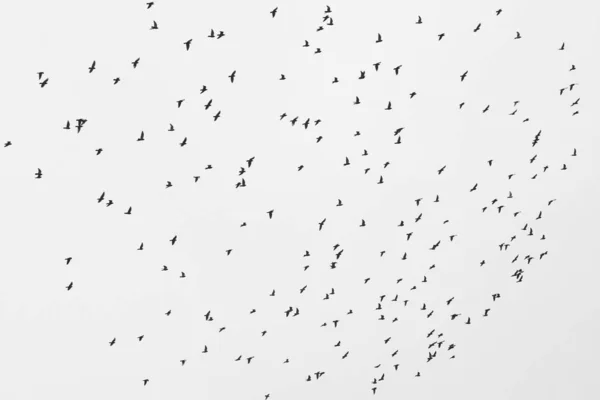 空に対する野鳥の群れを描いたモノクローム写真 — ストック写真