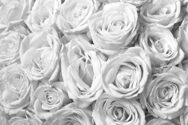 Güzel beyaz güller ile siyah ve beyaz arka plan