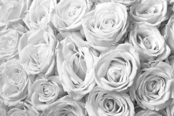 Fond Noir Blanc Avec Belles Roses Blanches — Photo