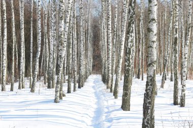 huş ağacının huş ağacıyla kaplı siyah beyaz huş ağaçları kışın diğer huş ağaçlarının arasında