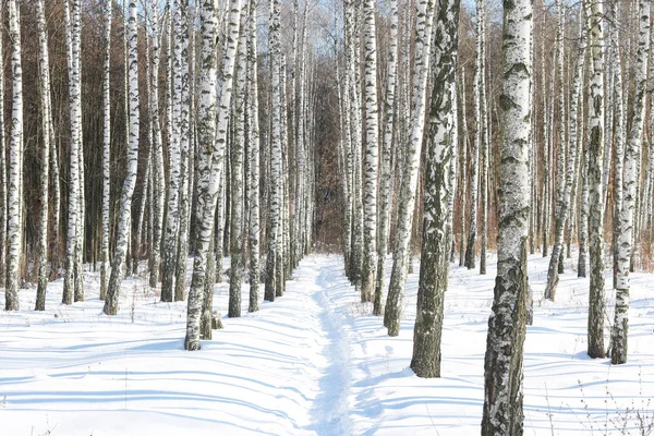 Huş Ağacının Huş Ağacıyla Kaplı Siyah Beyaz Huş Ağaçları Kışın — Stok fotoğraf