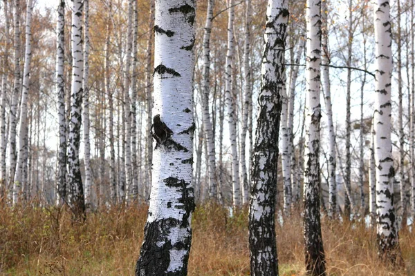 Paysage D'hiver De Forêt Mixte De Bouleaux Et De Pins Dans La