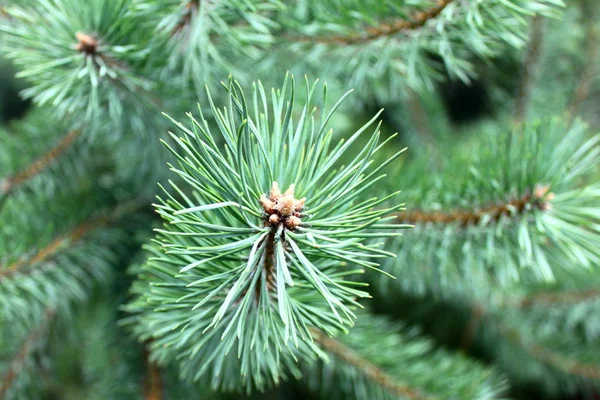 Dennentak Met Scherpe Dennennaalden Achtergrond Van Andere Dennentakken Als Kerstachtergrond — Stockfoto