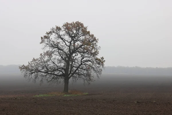 Bela Paisagem Com Árvore Solitária Incomum Entre Campo Outono Nevoeiro — Fotografia de Stock