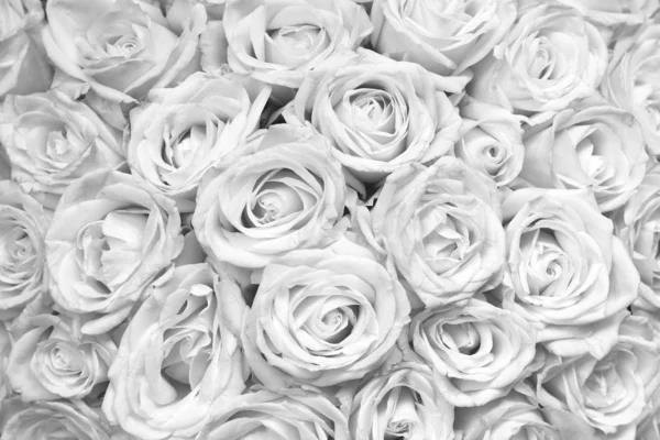 Fondo Blanco Negro Con Hermosas Rosas Blancas — Foto de Stock