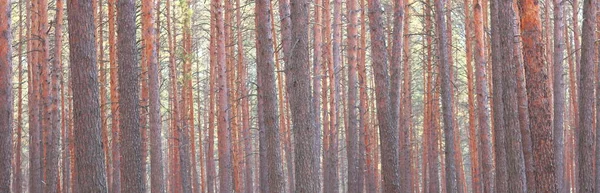 Floresta Pinheiro Com Pinheiros Altos Bonitos Contra Outros Pinheiros Com — Fotografia de Stock