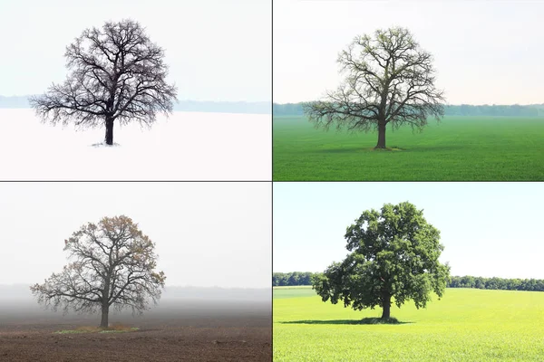 Abstrakt Bild Ensamma Träd Vintern Utan Blad Snö Våren Utan — Stockfoto