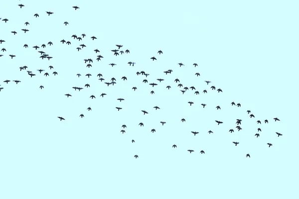 Arka Plan Mavi Gökyüzünde Kuşlar Sürüsü — Stok fotoğraf