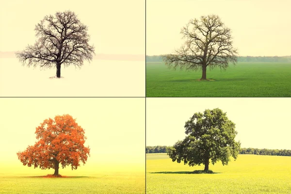 Abstract image of lonely tree in winter without leaves on snow, in spring without leaves on grass, in summer on grass with green foliage and autumn with red-yellow leaves as symbol of four seasons