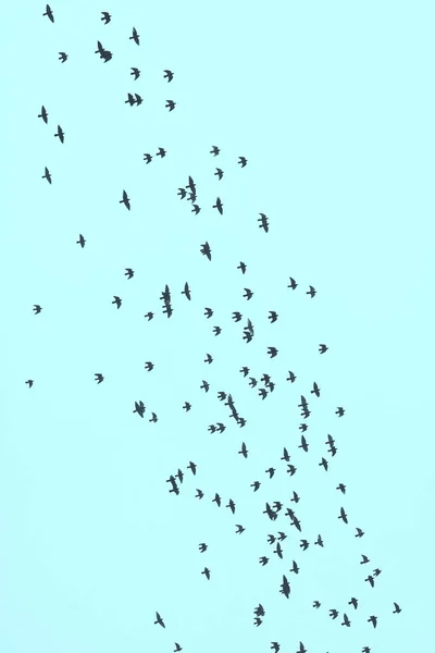 Bandada Aves Sobre Fondo Cielo Azul — Foto de Stock