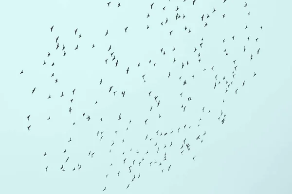 Arka Plan Mavi Gökyüzünde Kuşlar Sürüsü — Stok fotoğraf