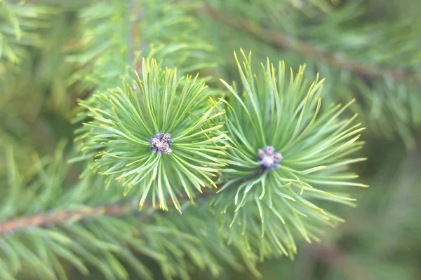 소나무 냄새가 진동하는 카드의 크리스마스 배경으로 소나무 가지의 날카로운 솔잎이 — 스톡 사진