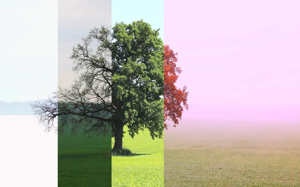 Immagine Astratta Albero Solitario Inverno Senza Foglie Sulla Neve Primavera — Foto Stock