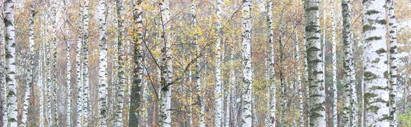 Huş Ağacının Diğer Huş Ağaçları Arasında Ekim Ayında Sarı Huş — Stok fotoğraf