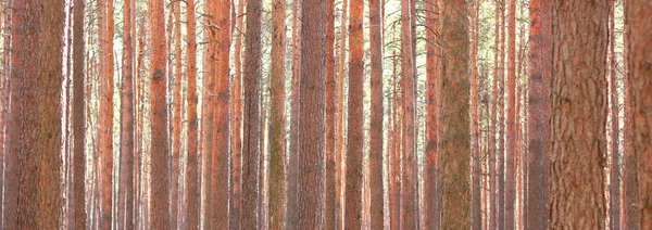 Borový Les Krásnými Vysokými Borovicemi Proti Jiným Borovicím Hnědou Texturou — Stock fotografie