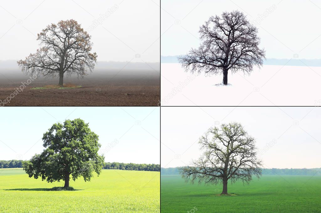 Abstract image of lonely tree in winter without leaves on snow, in spring without leaves on grass, in summer on grass with green foliage and autumn with red-yellow leaves as symbol of four seasons