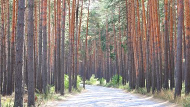 Güzel yüksek çam ağaçları olan çam ormanı, güneşli bir havada, kahverengi desenli çam kabuğuna sahip diğer çam ağaçlarına karşı.