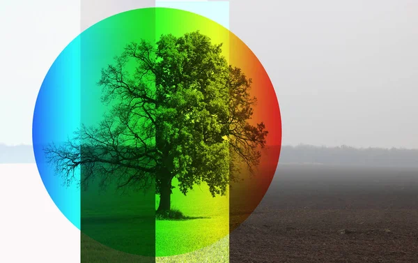 Abstract image of lonely tree in winter without leaves on snow, in spring without leaves on grass, in summer on grass with green foliage and autumn with red-yellow leaves as symbol of four seasons