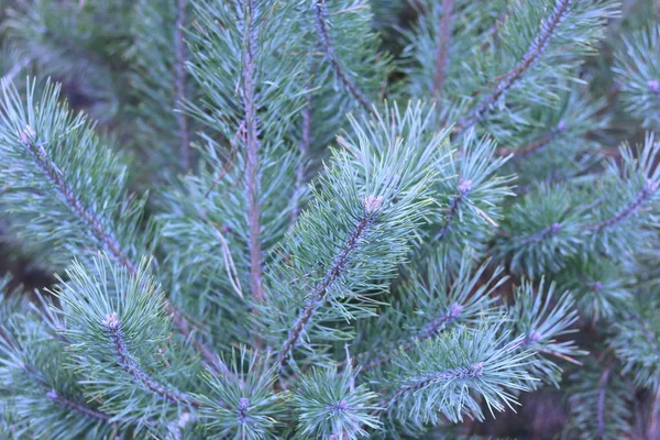 Tallgren Med Skarpa Tallbarr Bakgrund Andra Tallgrenar Som Jul Bakgrund — Stockfoto