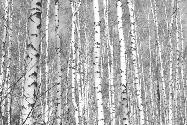 Black White Photo Black White Birches Birch Grove Birch Bark — Stock Photo, Image