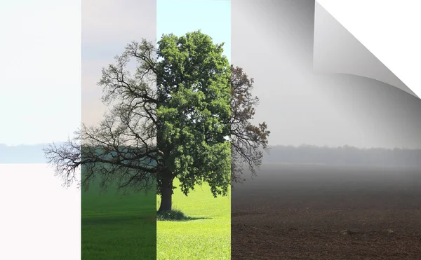 Abstract image of lonely tree in winter without leaves on snow, in spring without leaves on grass, in summer on grass with green foliage and autumn with red-yellow leaves as symbol of four seasons