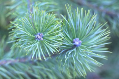 Diğer çam dallarının arka planında keskin çam iğneleri olan çam dalları Yeni Yıl kartı için yılbaşı arkaplanı olarak çam ağacı kokulu bir yanılsamayla