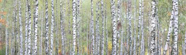 beautiful scene with birches in yellow autumn birch forest in october among other birches in birch grove clipart