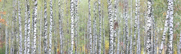 Beautiful Scene Birches Yellow Autumn Birch Forest October Other Birches — Stock Photo, Image