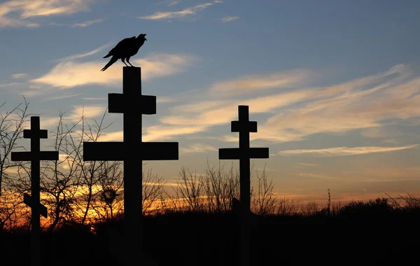 Black raven on cross in evening in cemetery among other crosses on graves