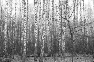 huş bahçesinde diğer huş ağacı arasında Ekim ayında huş ağacı ile güzel sahne
