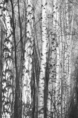 Huş ağacı korusunda ilkbaharda siyah ve beyaz huş kabuğu ile genç huş ağacı