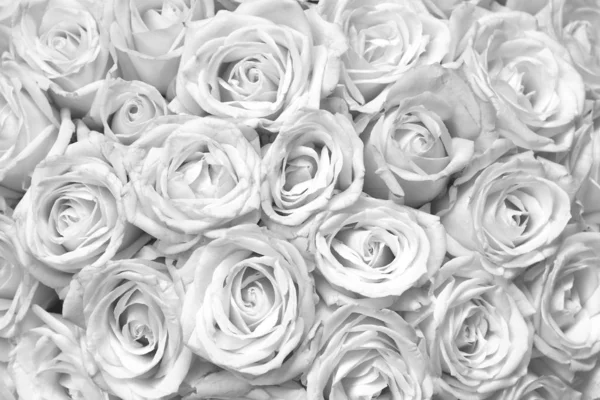 Черно Белый Фон Красивыми Белыми Розами — стоковое фото