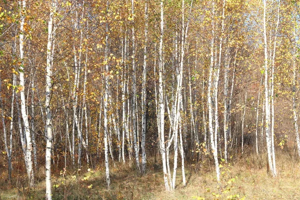 Красивая Сцена Березами Желтом Осеннем Березовом Лесу Октябре Среди Других — стоковое фото