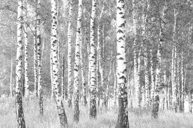Huş ağacı korusunda ilkbaharda siyah ve beyaz huş kabuğu ile genç huş ağacı