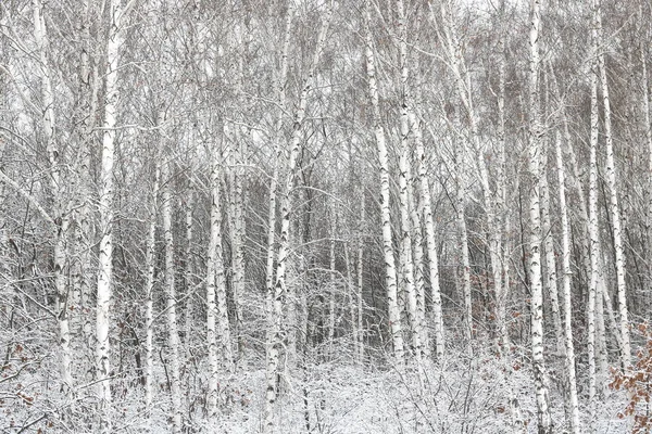 Black and white birch trees with birch bark in birch forest among other birches in winter in snow