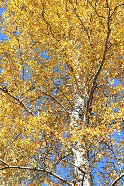 Bela Cena Com Vidoeiros Floresta Vidoeiro Outono Amarelo Outubro Entre — Fotografia de Stock