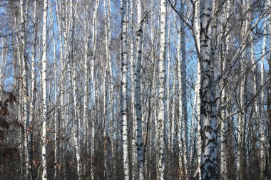İlkbaharda huş ağacında siyah beyaz huş ağacına sahip genç huş ağaçları diğer huş ağaçlarının arka planına karşıdır.