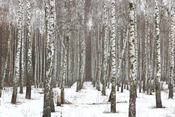 Bouleaux Noirs Blancs Avec Écorce Bouleau Dans Forêt Bouleaux Parmi — Photo