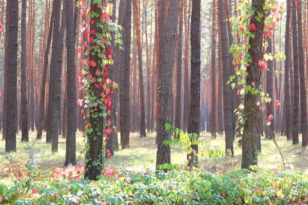 Сосновый Лес Красивыми Высокими Соснами Против Других Сосен Коричневой Текстурой — стоковое фото