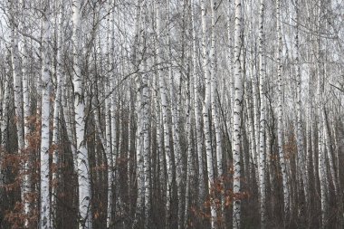 İlkbaharda huş ağacında siyah beyaz huş ağacına sahip genç huş ağaçları diğer huş ağaçlarının arka planına karşıdır.